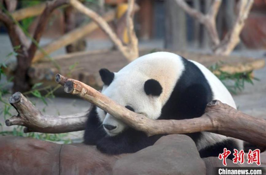 アチチチチ！暑い夏が來たゾウ！　広西