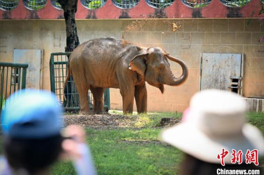 アチチチチ！暑い夏が來たゾウ！　広西