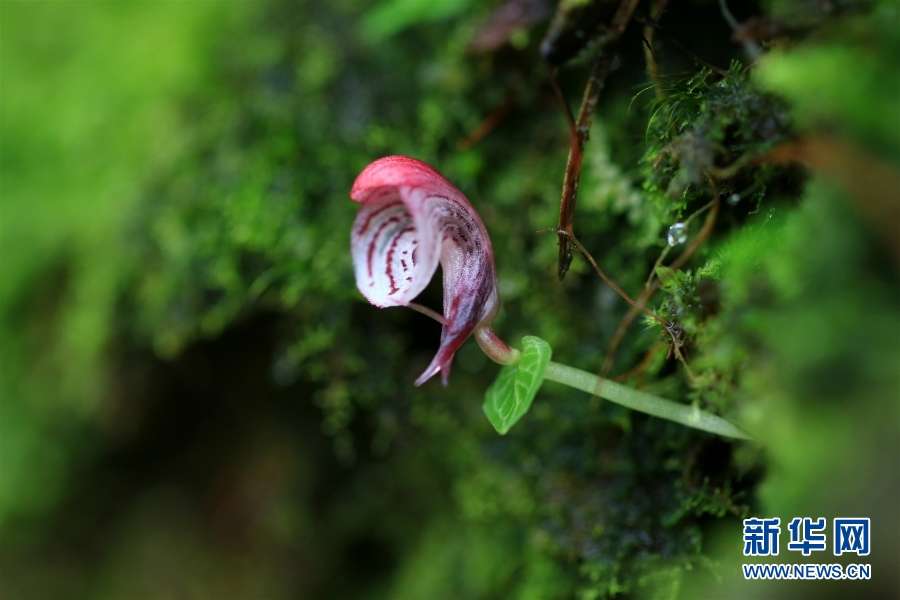 雲(yún)南竜陵で絶滅危懼種の大理鎧ランを初めて確認(rèn)