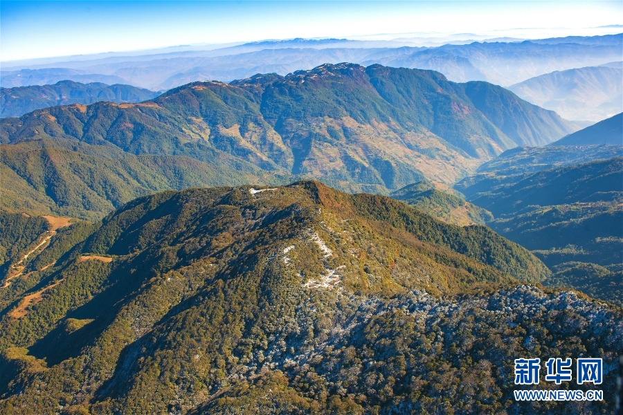 雲(yún)南竜陵で絶滅危懼種の大理鎧ランを初めて確認(rèn)