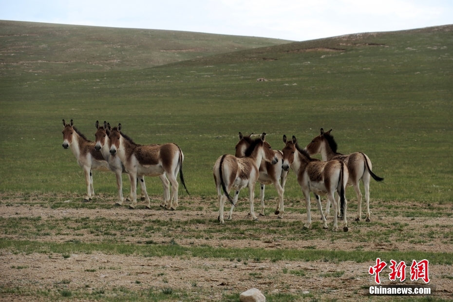 西蔵アリ地區(qū)の美しい高原の塩湖「拉果錯」