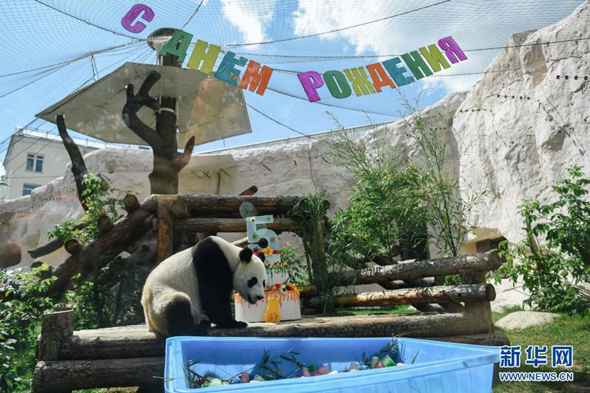 モスクワ動(dòng)物園のパンダ「如意」が誕生日迎える