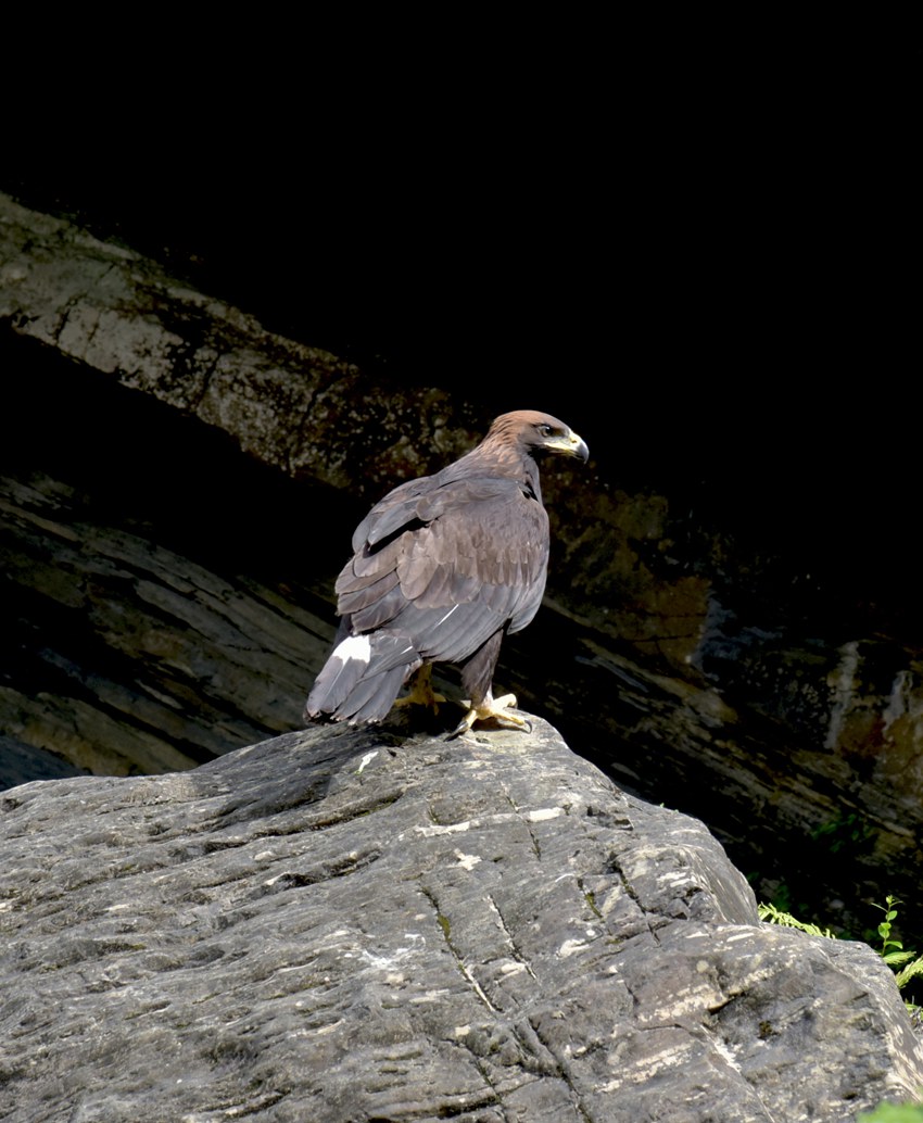 重慶五里坡自然保護(hù)區(qū)が「世界遺産申請」に成功