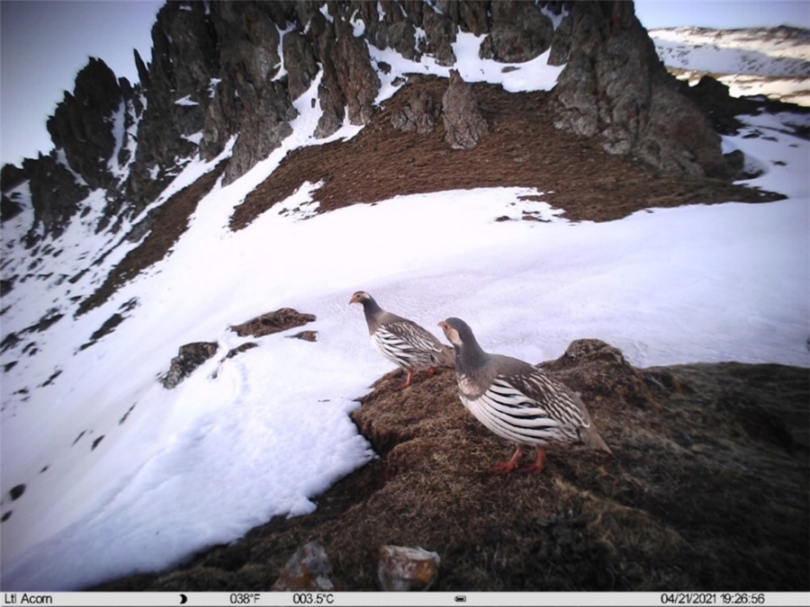 第2回チベット高原総合科學(xué)調(diào)査、7種の國家希少野生動物を確認(rèn)