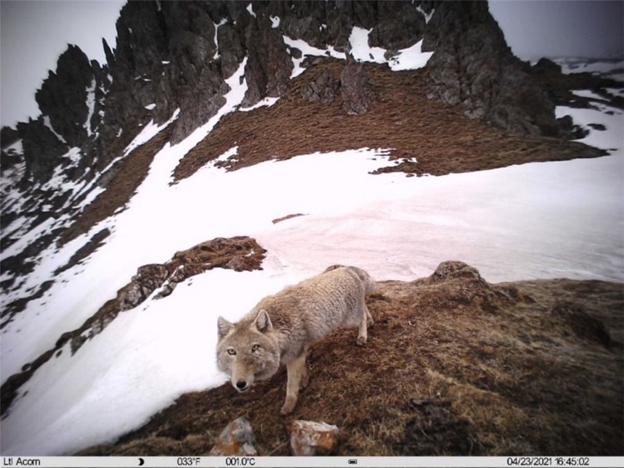 第2回チベット高原総合科學(xué)調(diào)査、7種の國(guó)家希少野生動(dòng)物を確認(rèn)