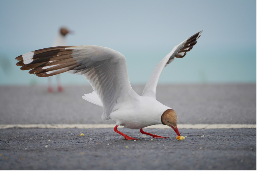 生態(tài)保護(hù)進(jìn)み美しい景色広がる中國最大の內(nèi)陸塩湖「青海湖」