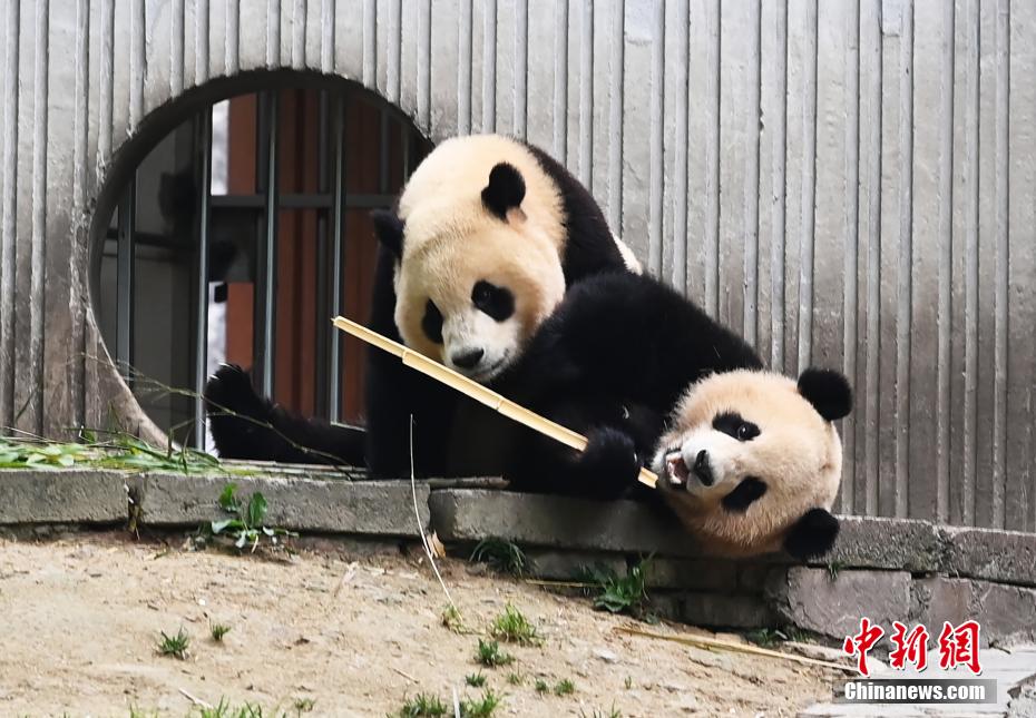 可愛さ満點のジャイアントパンダ　四川省