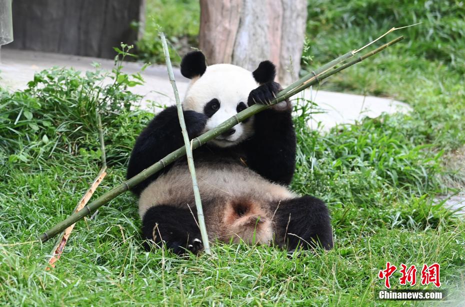 可愛さ満點のジャイアントパンダ　四川省