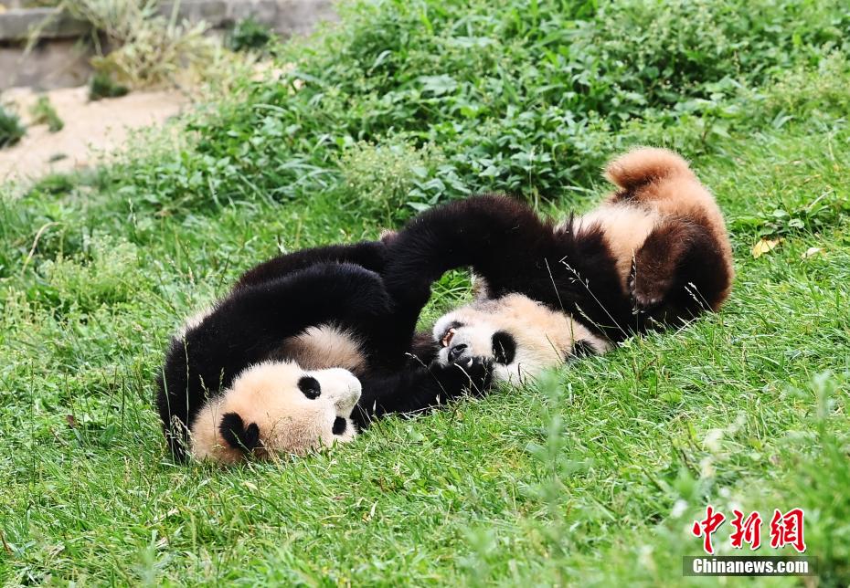 可愛さ満點(diǎn)のジャイアントパンダ　四川省