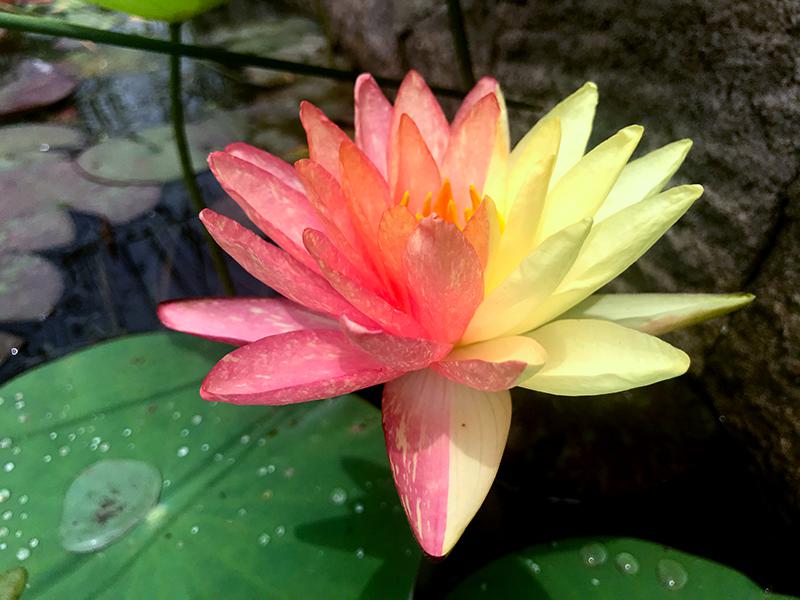 ツートンカラーの花を咲かせたヒツジグサ（撮影?張靜）。