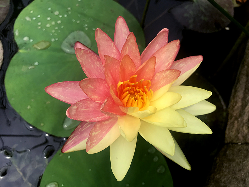 鮮やかなツートンカラーの花を咲かせたスイレン　山西