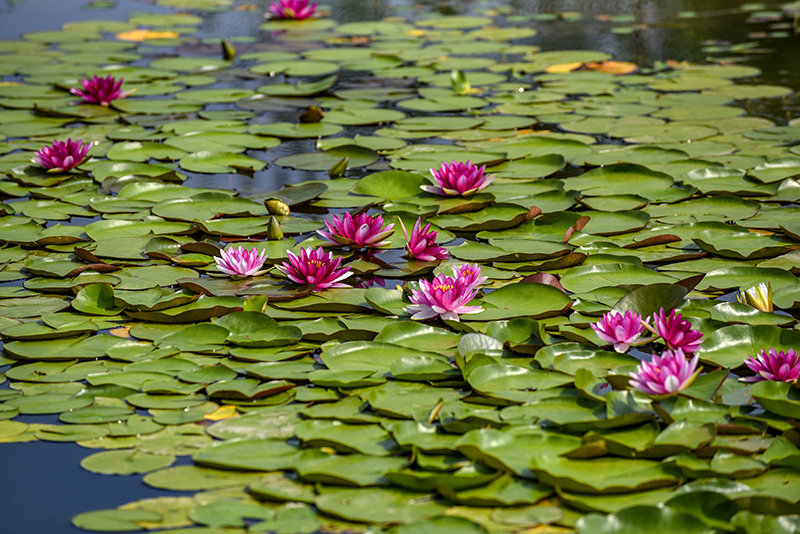 鮮やかなツートンカラーの花を咲かせたスイレン　山西