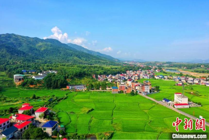 8月7日、広々とした稲田が絵畫のように美しい江西省萍郷市蘆渓県蘆渓鎮(zhèn)山下村（撮影?王強）。