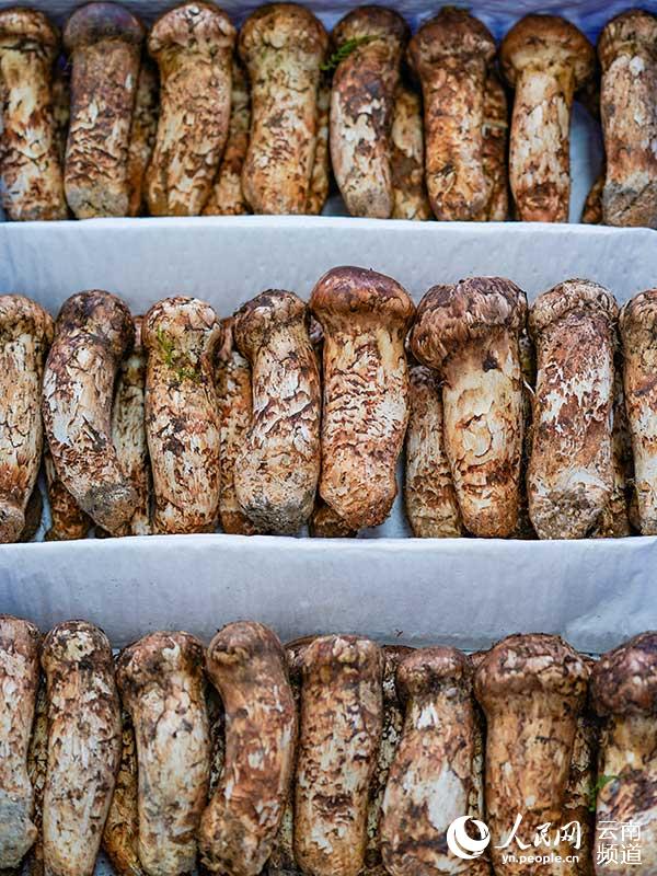 この季節(jié)、野生キノコが市場(chǎng)の主役！　雲(yún)南省