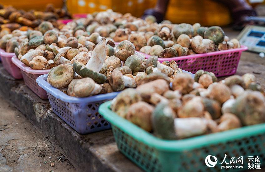 この季節(jié)、野生キノコが市場の主役！　雲(yún)南省