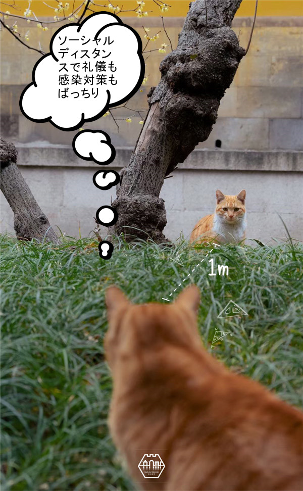 「ちゃんと予防してニャ！」蘇州の庭園貓も感染対策アピール？　江蘇省