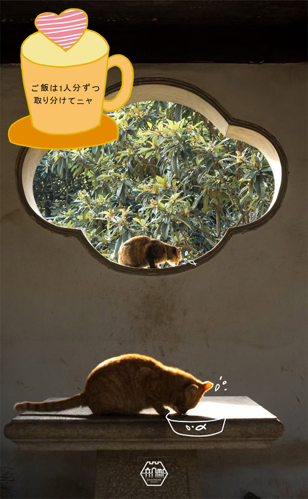 「ちゃんと予防してニャ！」蘇州の庭園貓も感染対策アピール？　江蘇省