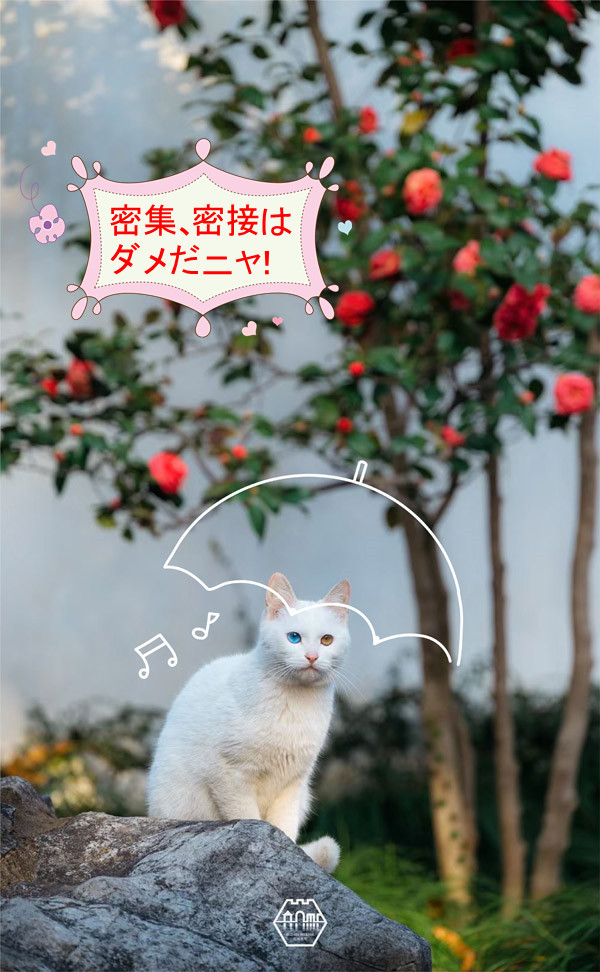 「ちゃんと予防してニャ！」蘇州の庭園貓も感染対策アピール？　江蘇省