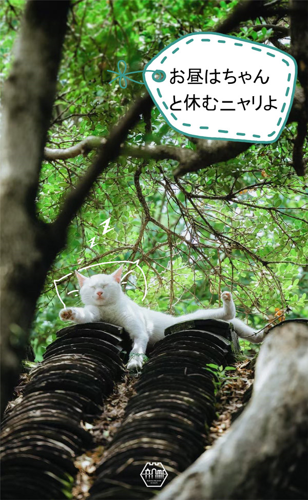 「ちゃんと予防してニャ！」蘇州の庭園貓も感染対策アピール？　江蘇省