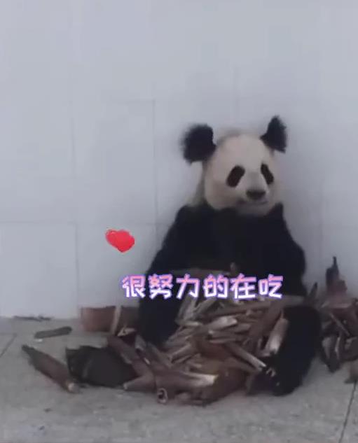 崩れたお団子ヘア？ブサかわパンダがネットで人気　四川省成都