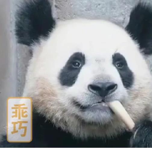 崩れたお団子ヘア？ブサかわパンダがネットで人気　四川省成都