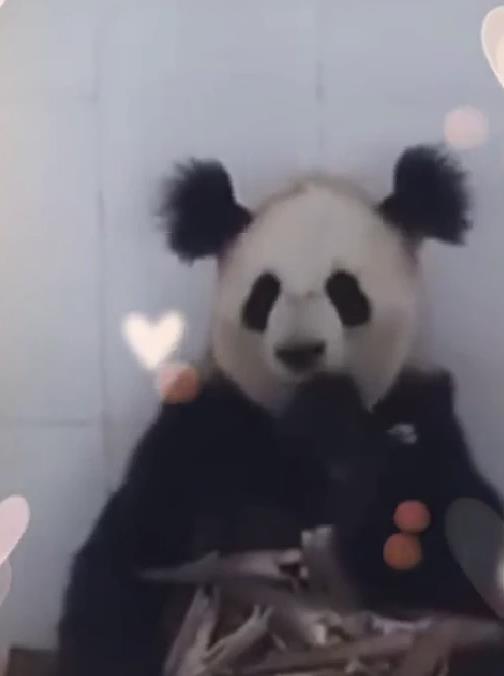 崩れたお団子ヘア？ブサかわパンダがネットで人気　四川省成都