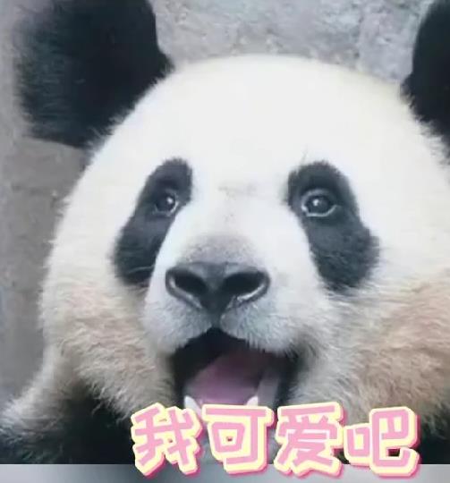 崩れたお団子ヘア？ブサかわパンダがネットで人気　四川省成都