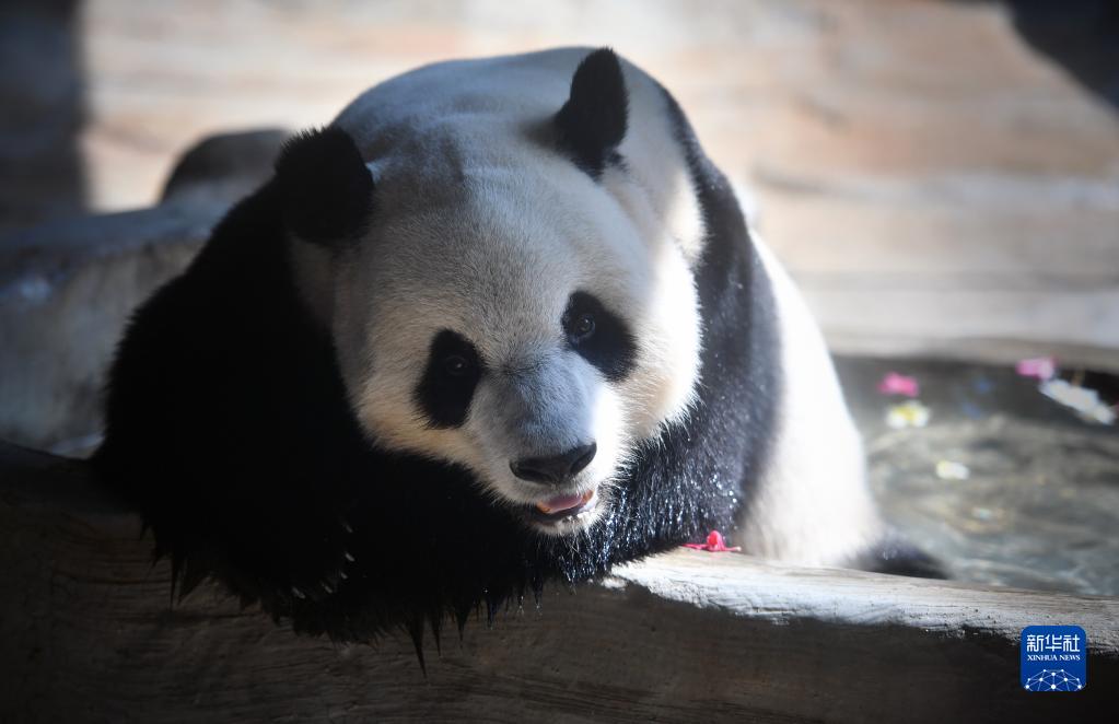 誕生日を迎えたジャイアントパンダ　海南省海口