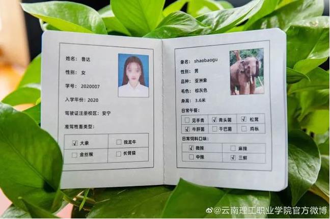 「ゾウの運転免許証」でゾウに乗れるゾウ？　雲(yún)南省