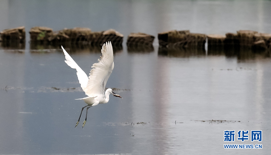 生態(tài)環(huán)境が改善され、水鳥の都市定住を?qū)g現(xiàn)　湖北省武漢