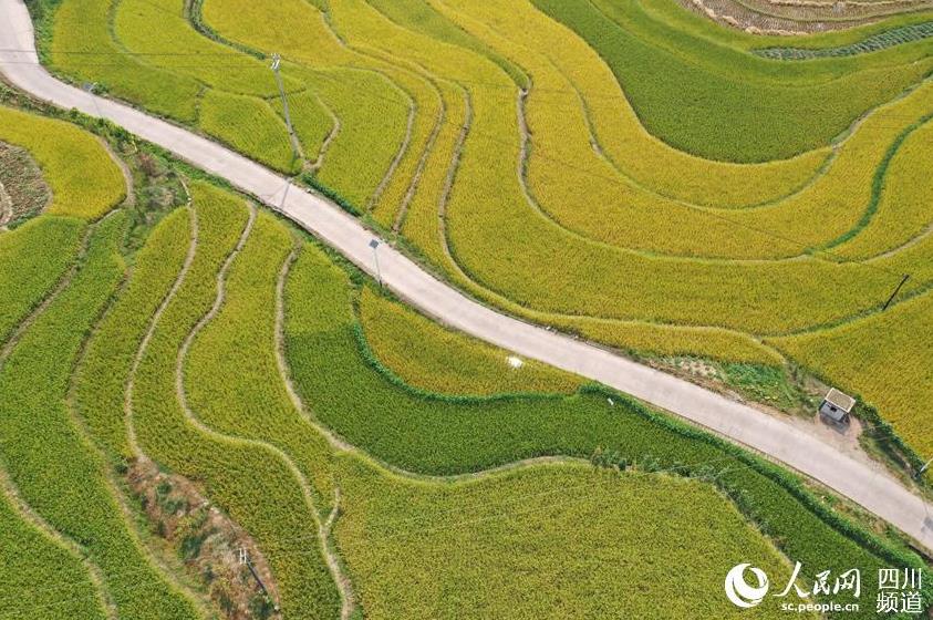 上空から撮影した棚田（撮影?晏治権）。