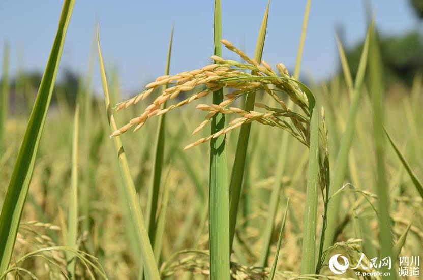 豊作迎えた広大な棚田広がる美しい四川省瀘州