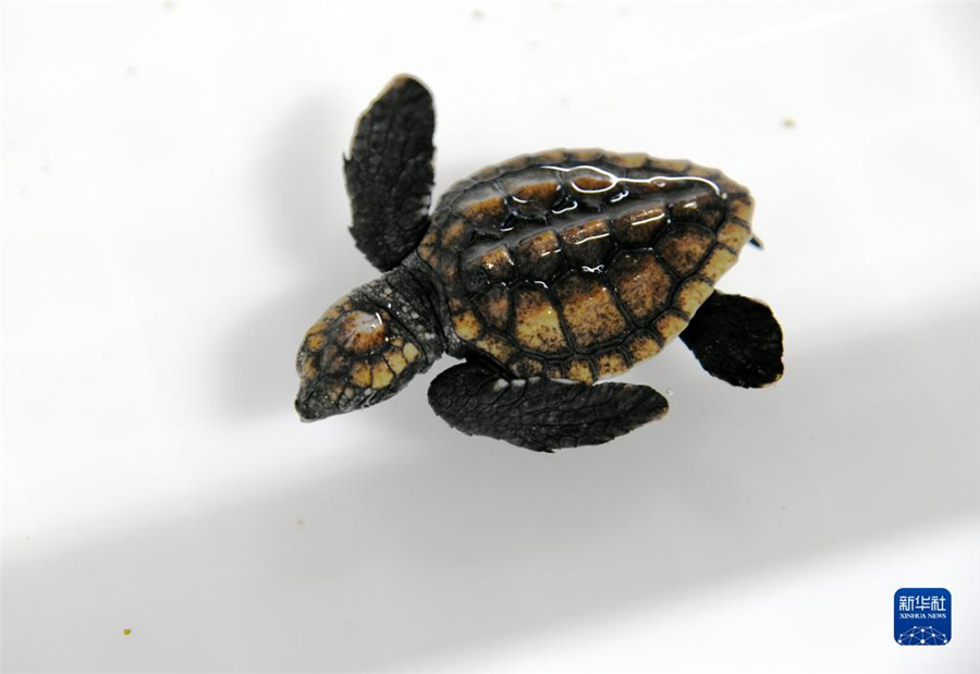 國(guó)家1級(jí)保護(hù)動(dòng)物のアカウミガメ、初の人工孵化が青島で成功