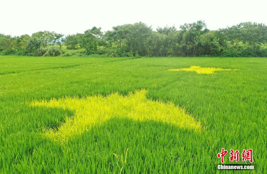 田んぼアートで古代文明を描く！　浙江省杭州良渚