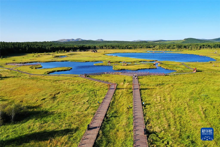 塞罕壩造林事業(yè)、1本の苗から世界最大の人工林へ