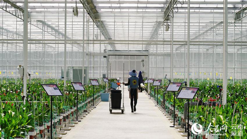 人気集める雲(yún)南省麗江市で栽培されている美しいオランダカイウ