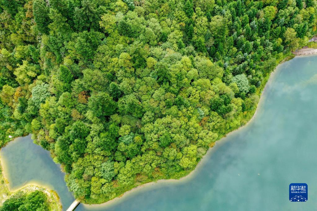 8月26日、官鵝溝國家森林公園の初秋の景色（ドローンによる撮影?郎兵兵）。 