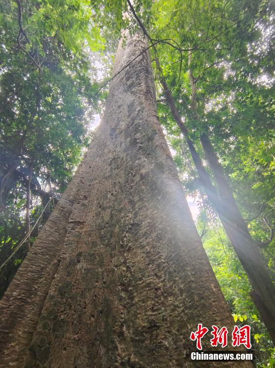 中國科學(xué)院シーサンパンナ植物園のユニークな景観　雲(yún)南省