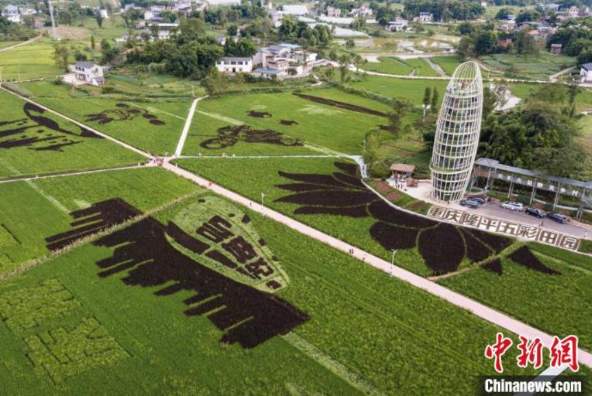 上空から撮影した重慶市大足區(qū)拾萬(wàn)鎮(zhèn)長(zhǎng)虹村?隆平五彩田園の美しい田んぼアート（8月31日撮影?何蓬磊）。