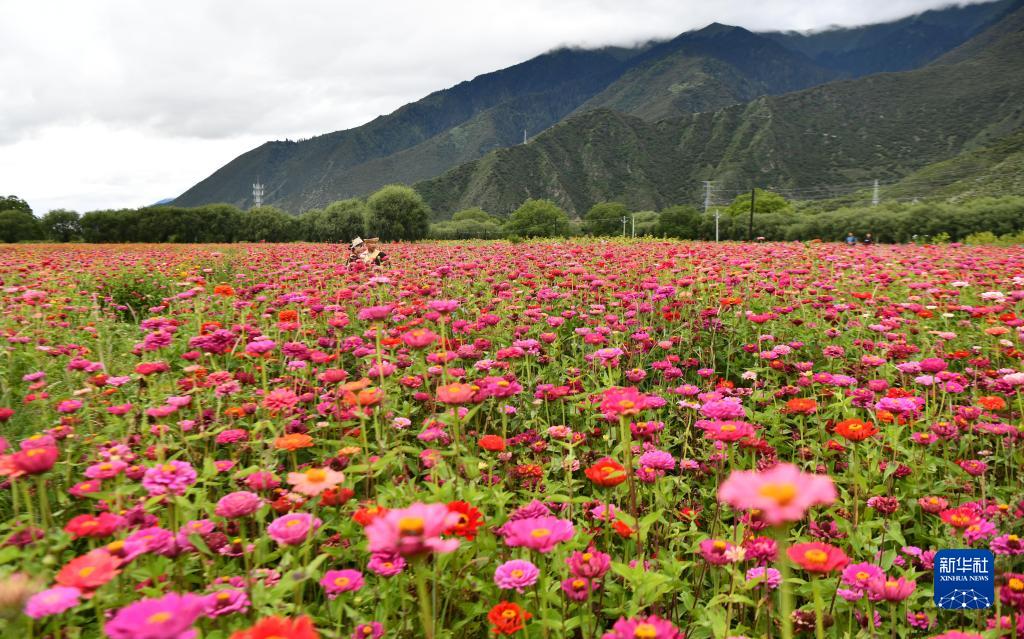 ニンティ市米瑞郷姆多村花港の一角（8月30日撮影?晉美多吉）。