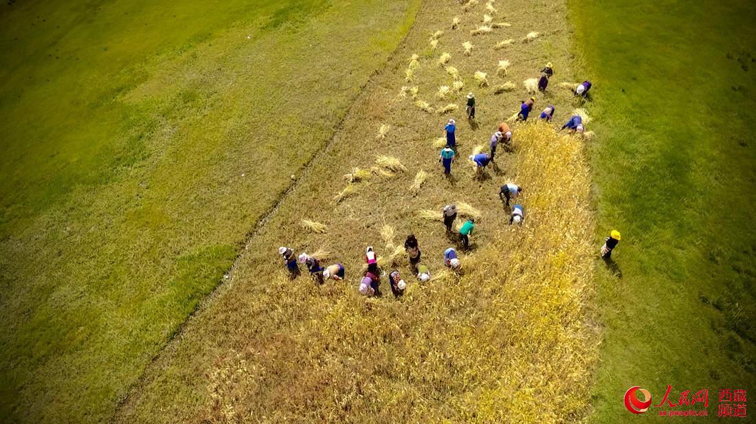 豊作迎えたハダカムギに笑顔浮かべる農(nóng)民たち　西蔵ラサ市熱堆村