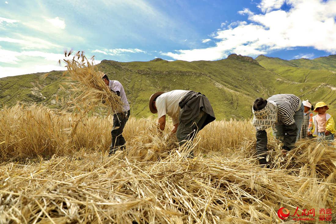 豊作迎えたハダカムギに笑顔浮かべる農民たち　西蔵ラサ市熱堆村