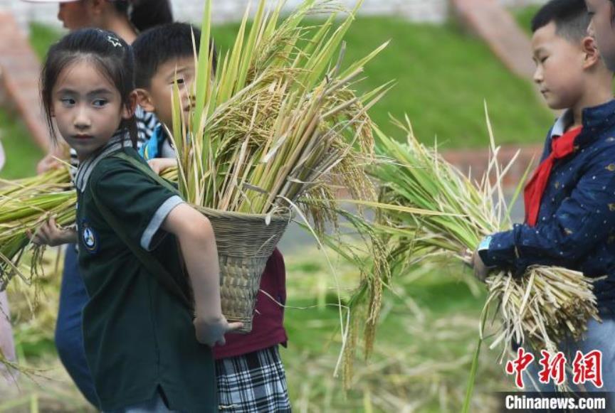 稲刈り作業(yè)を體験する児童たち（撮影?陳超）。