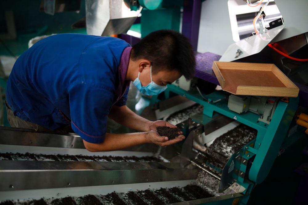 広西橫州市、ジャスミン産業(yè)クラスターを構(gòu)築