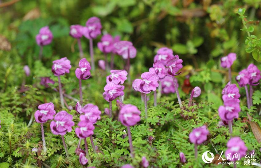 一時(shí)は絶滅したと考えられた植物「Pedicularis humilis」が雲(yún)南省の山で美しい花