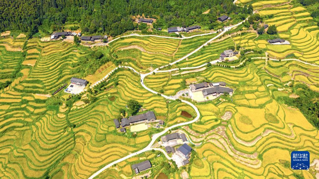 9月5日、東安県塘家村の棚田（ドローンで撮影?厳潔）。
