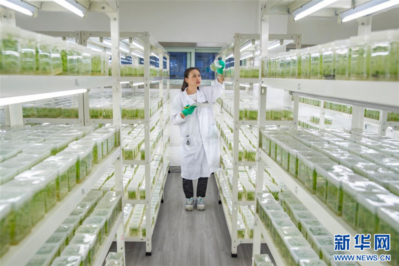 「ハイテクの翼」手にした重慶市巫渓県のジャガイモ産業(yè)