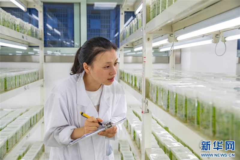 「ハイテクの翼」手にした重慶市巫渓県のジャガイモ産業(yè)