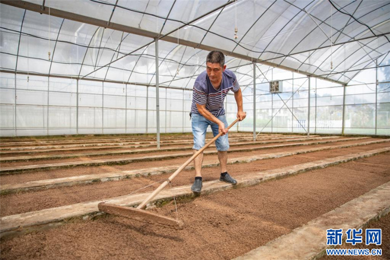 「ハイテクの翼」手にした重慶市巫渓県のジャガイモ産業(yè)