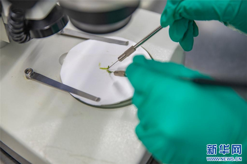 「ハイテクの翼」手にした重慶市巫渓県のジャガイモ産業(yè)